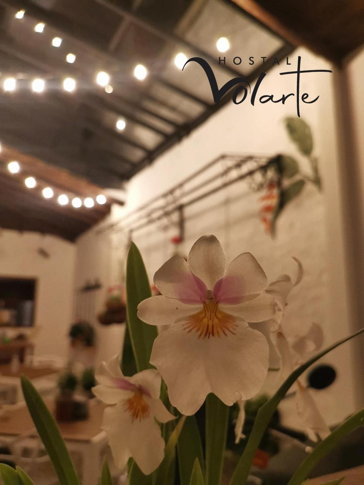 Volarte Hostal Хардін Екстер'єр фото